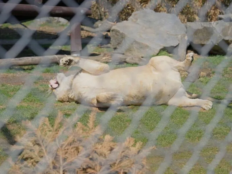 VIP vstup do Zoo Tábor s ošetřovatelem až pro 4 osoby