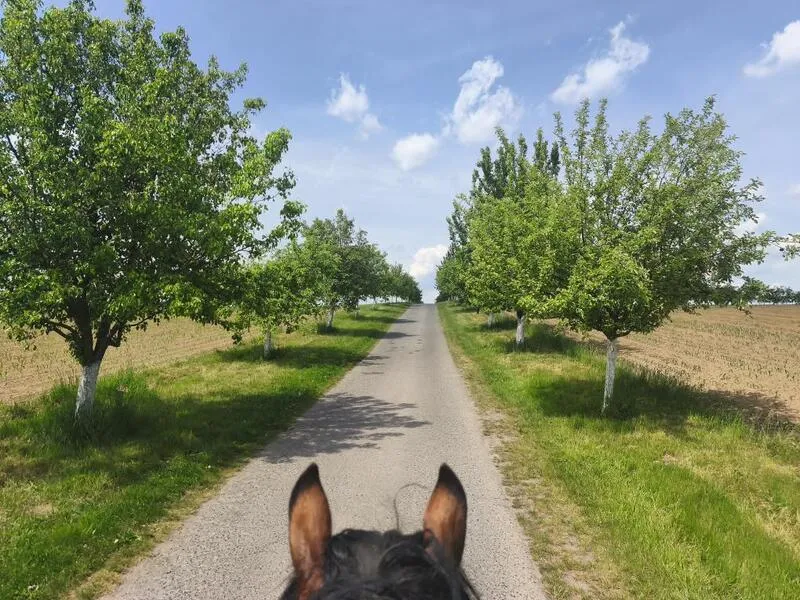 První dobrodružství v sedle pod bezpečným vedením