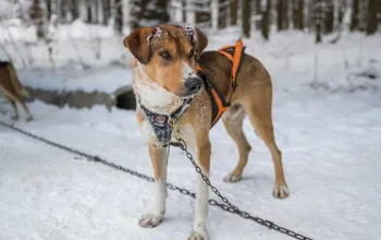 Mushing - jízda se psím spřežením