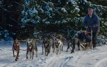 Mushing - jízda se psím spřežením