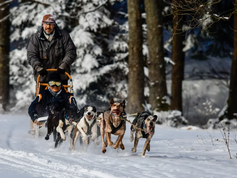 Mushing - jízda se psím spřežením