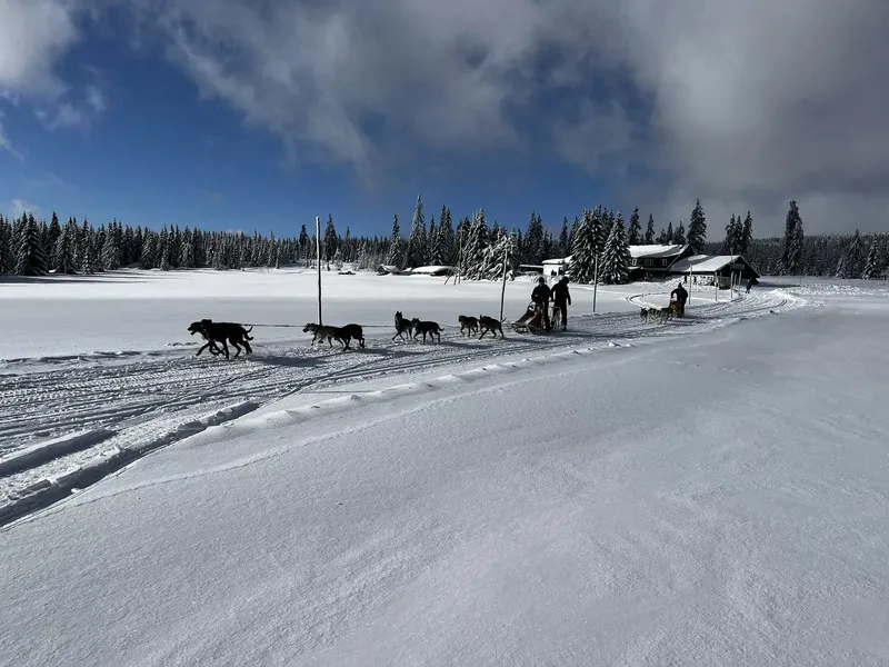 Mushing - jízda se psím spřežením