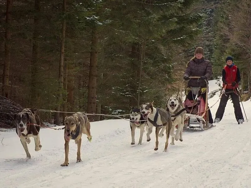 Mushing - jízda se psím spřežením