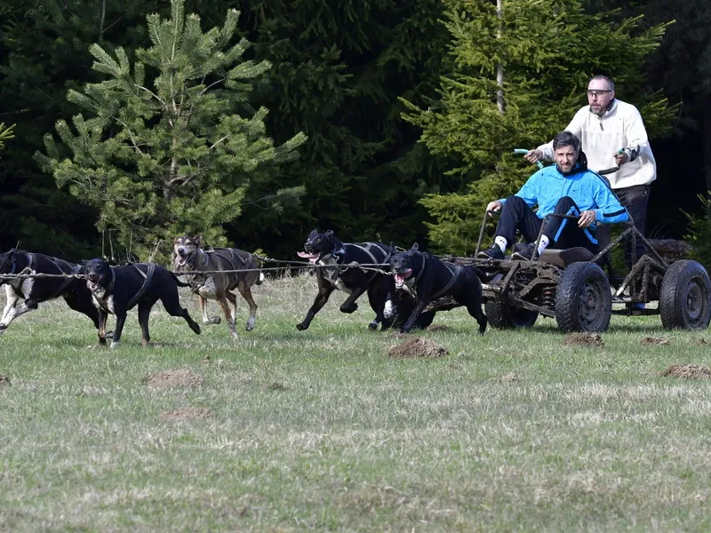 Mushing - jízda se psím spřežením