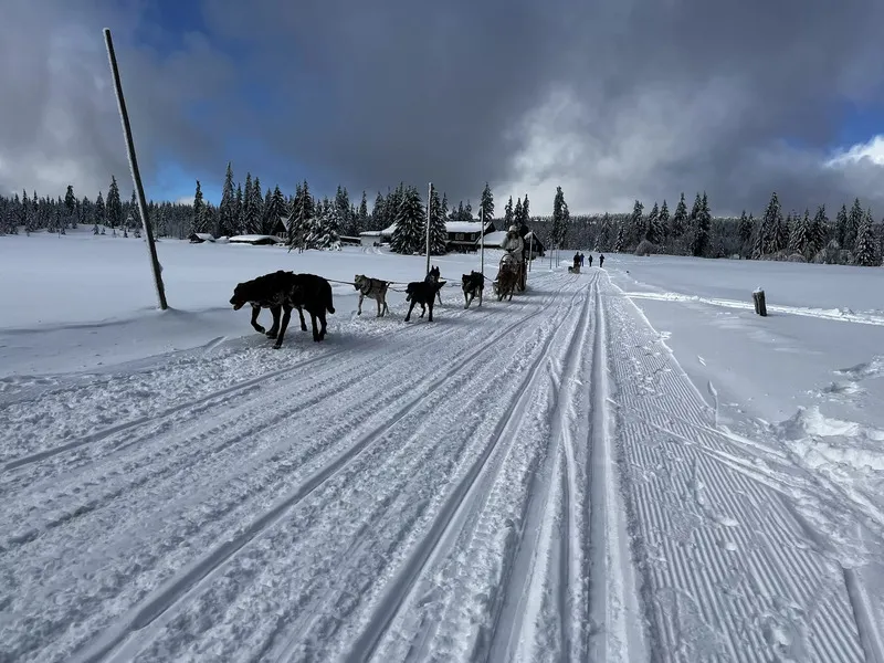 Mushing - jízda se psím spřežením