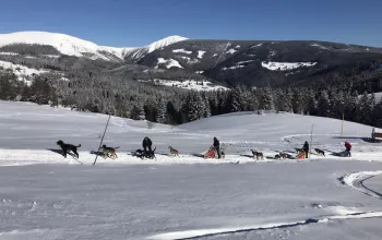 Mushing - jízda se psím spřežením