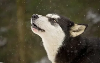 Mushing - jízda se psím spřežením