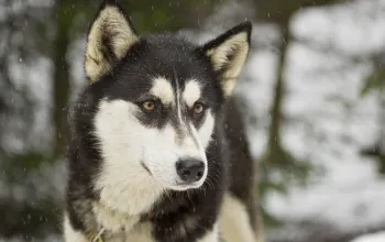 Mushing - jízda se psím spřežením