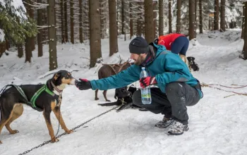 Mushing - jízda se psím spřežením