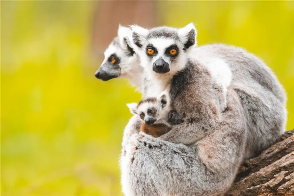 ZOO Wroclaw a Afrykarium