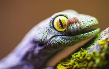 ZOO Wroclaw a Afrykarium
