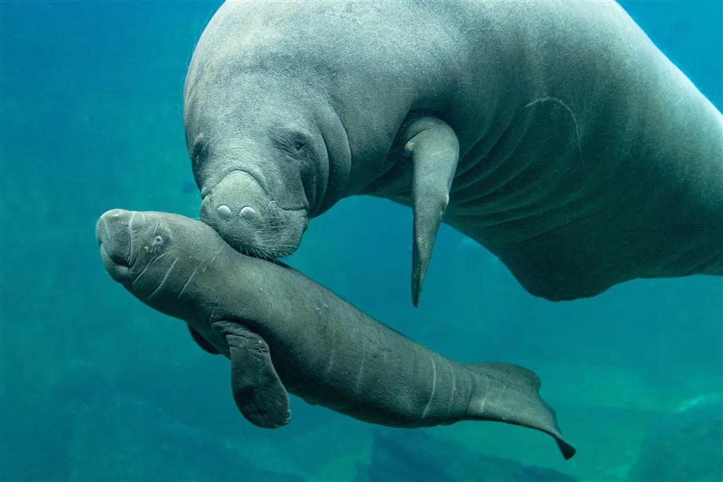 ZOO Wroclaw a Afrykarium