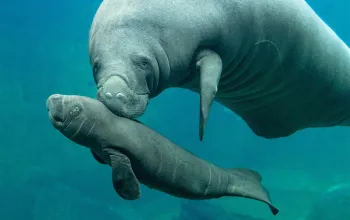 ZOO Wroclaw a Afrykarium