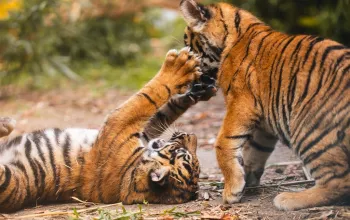 ZOO Wroclaw a Afrykarium