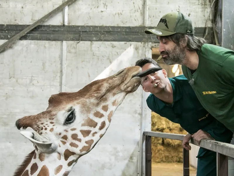 Ošetřovatelem v ZOO