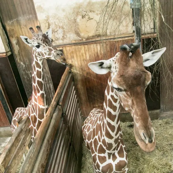 Ošetřovatelem v ZOO