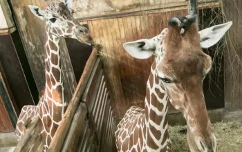 Ošetřovatelem v ZOO