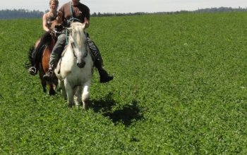Romantická vyjížďka na koni ve dvou – dárek a zážitek